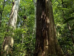 -天目山大树王景区