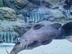 -上海海洋水族馆