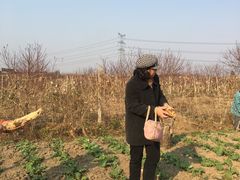 -田园东方蜜桃村的田野营地