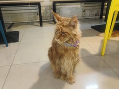 -平行世界·猫咖(首经贸店)
