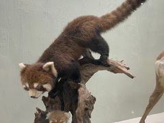 -国家自然博物馆