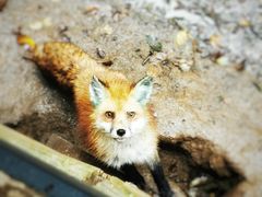 -宫城藏王狐狸村