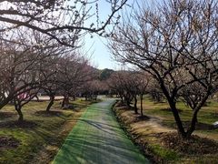 -香雪海