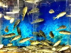 -肆月河豚·新淮扬(金融街店)
