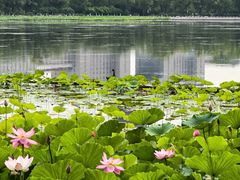 -莲花池公园