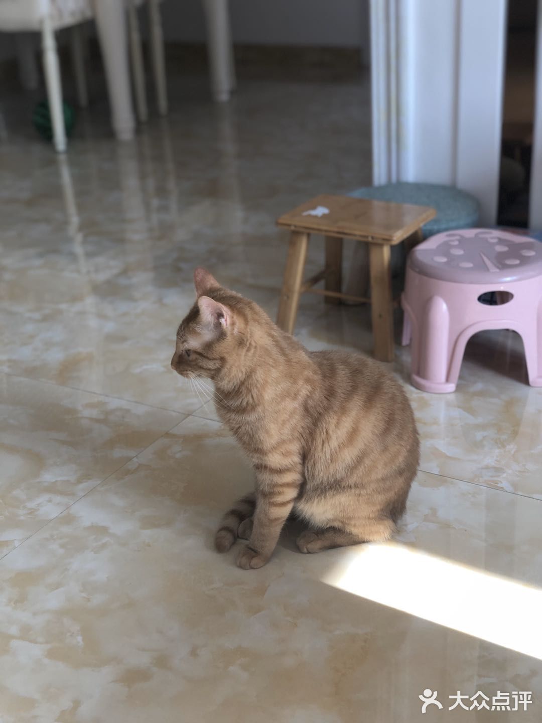 心里还有点不舍。希望它健康的走完它的猫生