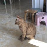 心里还有点不舍。希望它健康的走完它的猫生