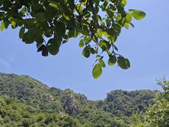 -大岭沟猕猴桃谷风景区
