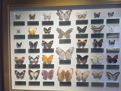 -上海昆虫博物馆