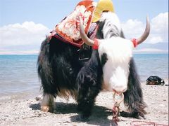 -青海湖国家重点风景名胜区