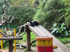 -广州长隆野生动物世界