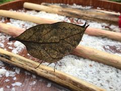 -西双版纳原始森林公园