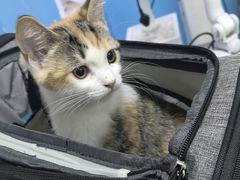 -瑞派福兴宠物医院犬猫全科·骨科·中西医结合(河东店)