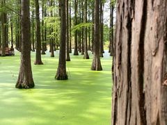 -渌洋湖湿地公园