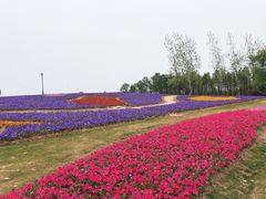 -杭州湾海上花田景区