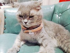 -猫色咖啡·猫咖