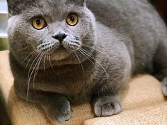 -逗柴咖啡屋·狗咖猫咖宠物桌游