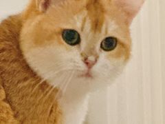 -三花喵·撸猫购宠·宠物生活馆(虹桥南丰城店)