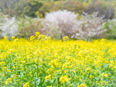 -苏州上方山国家森林公园