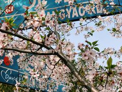 -高东镇樱花园