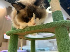 -COLOR PETS 撸猫馆·购猫·猫咖(长风大悦城店)