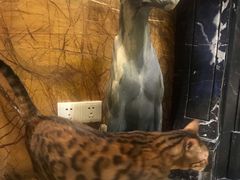 -more than meow吴止猫主题餐厅(承德 中船汇店)