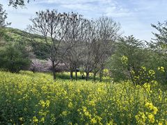 -苏州上方山国家森林公园