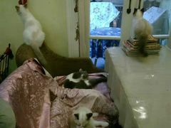 -猫色咖啡·猫咖