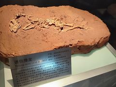 -河南自然博物馆