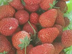 -大自然农场蔬菜草莓采摘园
