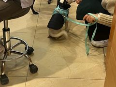 -瑞派申生动物医院·24H夜诊·国际动物医疗中心·骨外科(吴中路店)