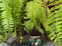 -野蔓果·山野菜(西湖景区·龙井茶田店)