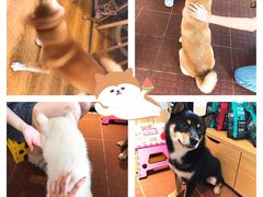 -柴犬高等学院·狗咖·柴犬售卖·宠物训练