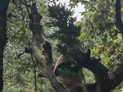 -都江堰中华大熊猫苑
