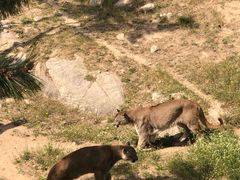 -西霞口神雕山野生动物世界