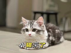 -小猫来了·猫舍(红山六九七九店)