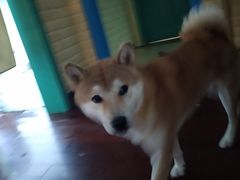 -喜柴咖啡·柴犬狗咖