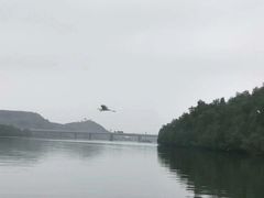 -大亚湾红树林城市湿地公园