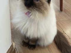 -有猫主题·治愈系猫咖(曾厝垵店)