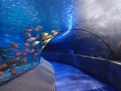 -太平洋海底世界餐厅
