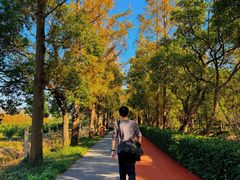 -上海长兴岛郊野公园