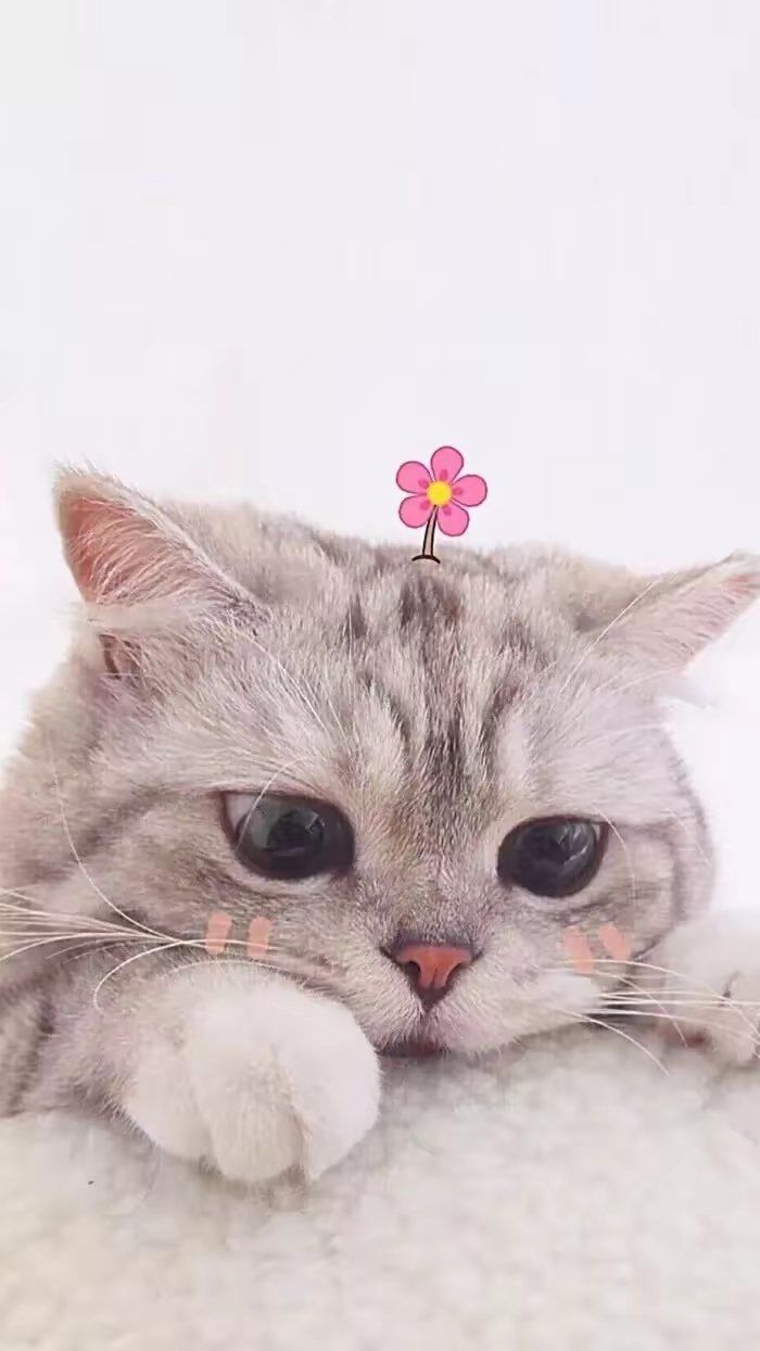 猫咪壁纸0808