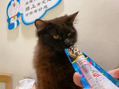 -藏猫猫咖啡主题馆(中央大道店)