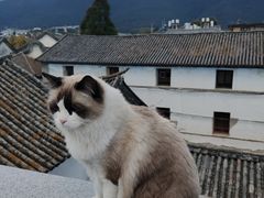 -喵屿·大理花园猫咖