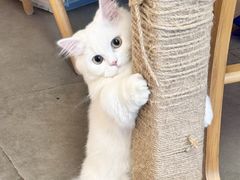 -四月宠物医院·猫专科·心脏专科·内科(转塘店)