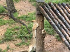 -西霞口神雕山野生动物世界