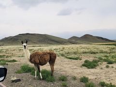 -新疆天山野生动物园