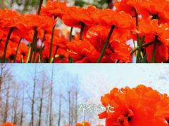 -顾村公园