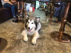 -more than meow吴止猫主题餐厅(承德 中船汇店)