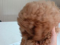 -瑞派宠物医院(搏威敦和院)